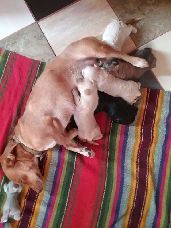 Tinka šuns metams. Žmogaus irgi