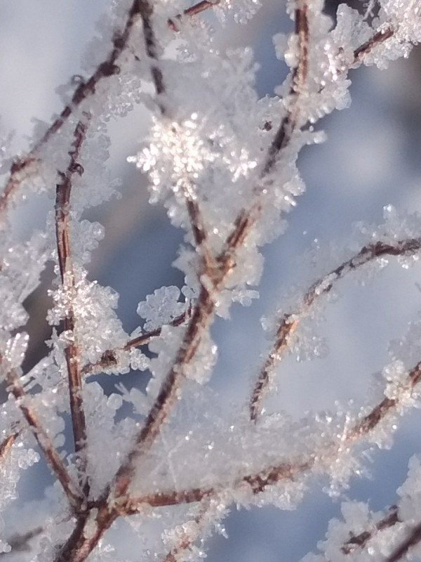 Apie (ne)deimantinius miškus, laiko tėkmę ir mus 